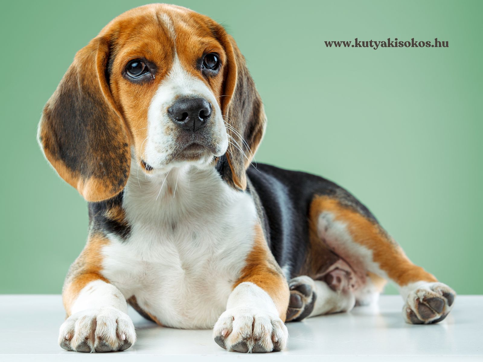 beagle Trikolor beagle kutya, jellegzetes hosszú lógó fülekkel és kíváncsi tekintettel.