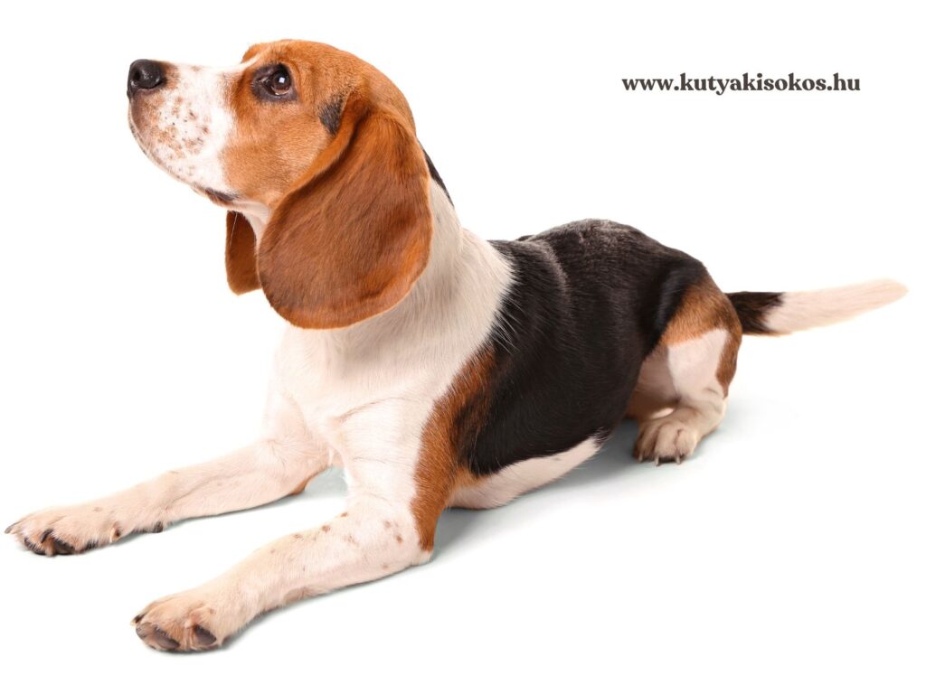 Trikolor beagle kutya, jellegzetes hosszú lógó fülekkel és kíváncsi tekintettel.