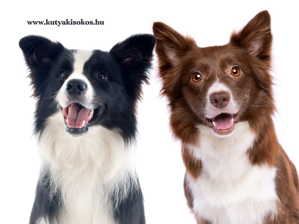 Két border collie, egy fekete-fehér és egy barna-fehér szőrű néz okos tekintettel