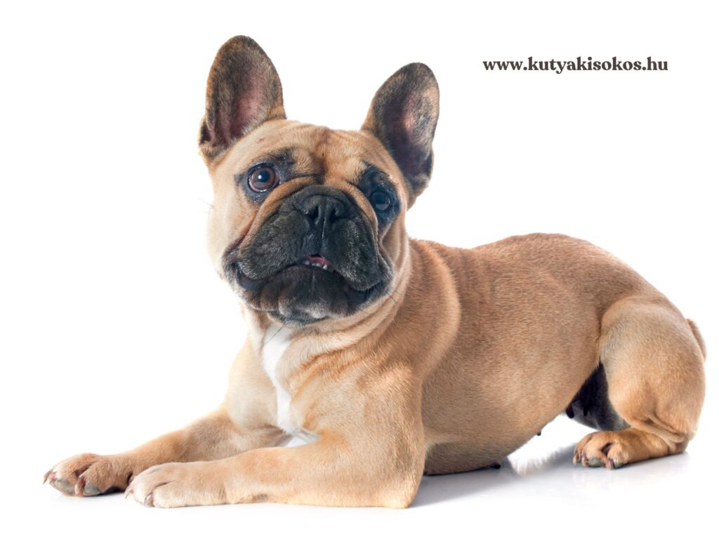Francia bulldog, jellegzetes denevérfülekkel és rövid, izmos testalkattal.