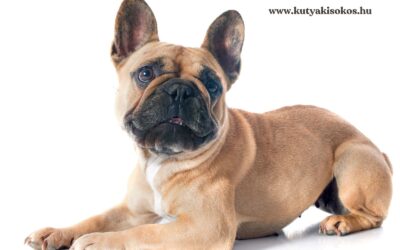 Francia bulldog, a játékos városi kutya