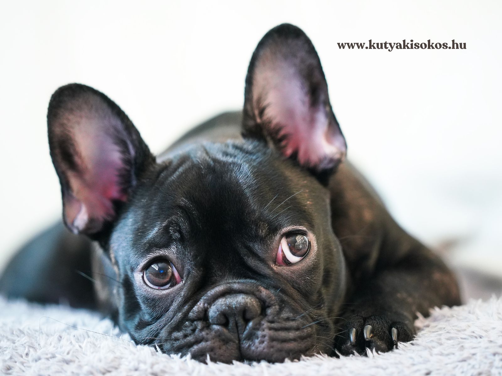 Fekete francia bulldog fekszik egy szőnyegen.