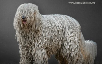 Komondor, a magyar puszták ősi őrzője