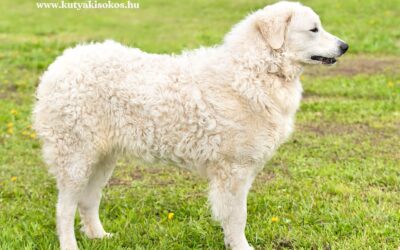 Kuvasz, az ősi magyar őrző-védő pásztorkutya
