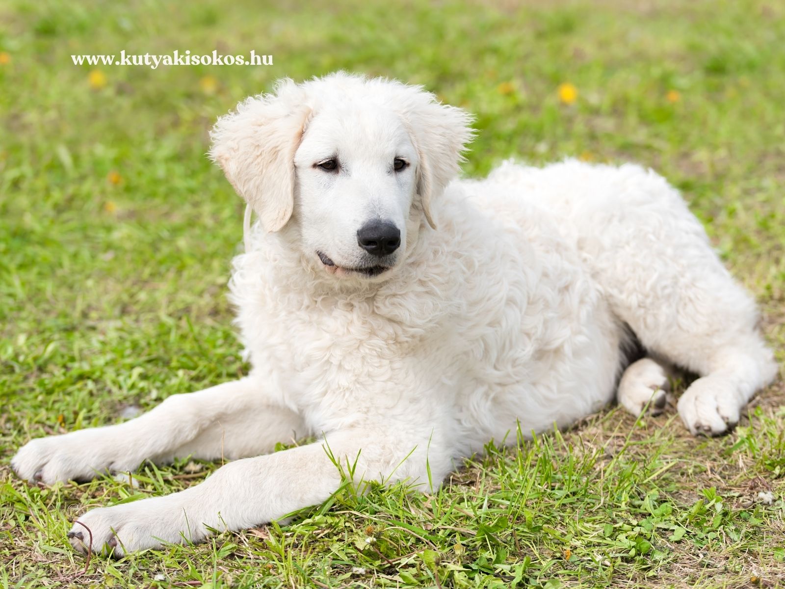 kuvasz Magyar kutyafajta, egy kuvasz kölyök fekszik egy mezőn