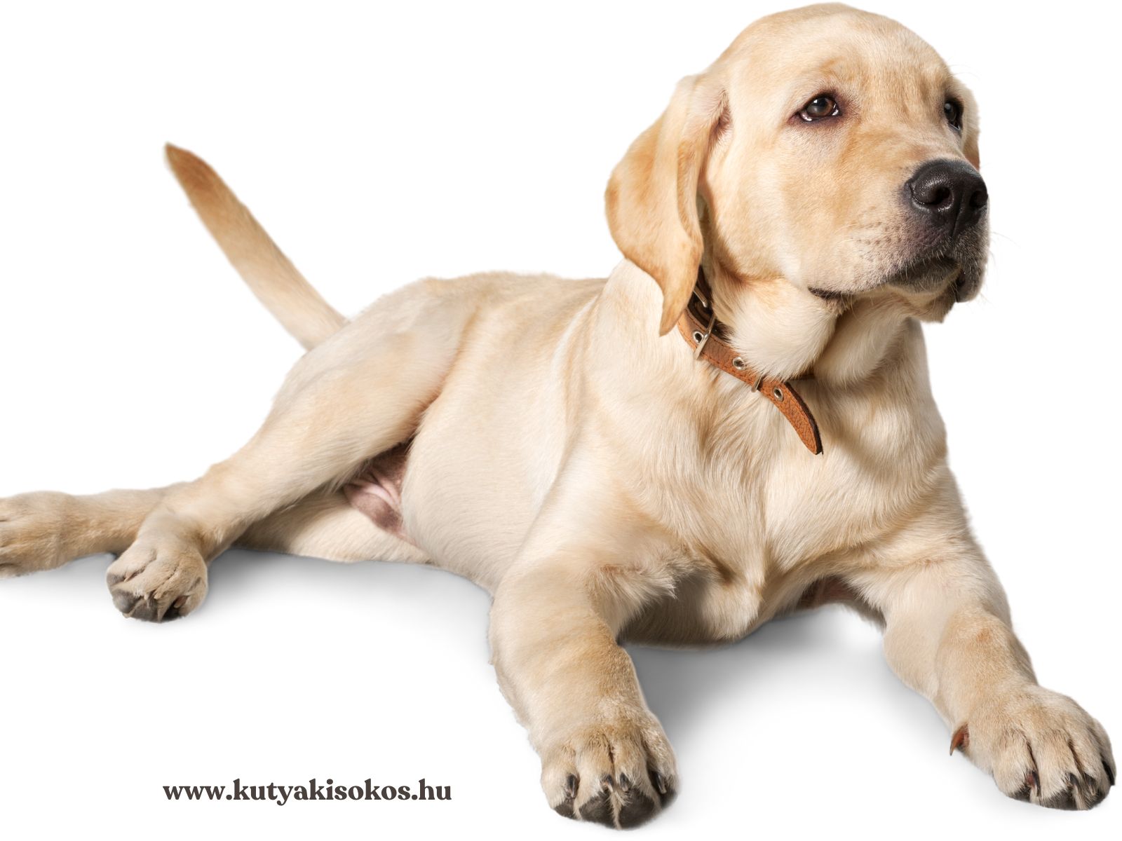 labrador Világos színű labrador retriever fekszik a földön, barna nyakörvvel a nyakában.