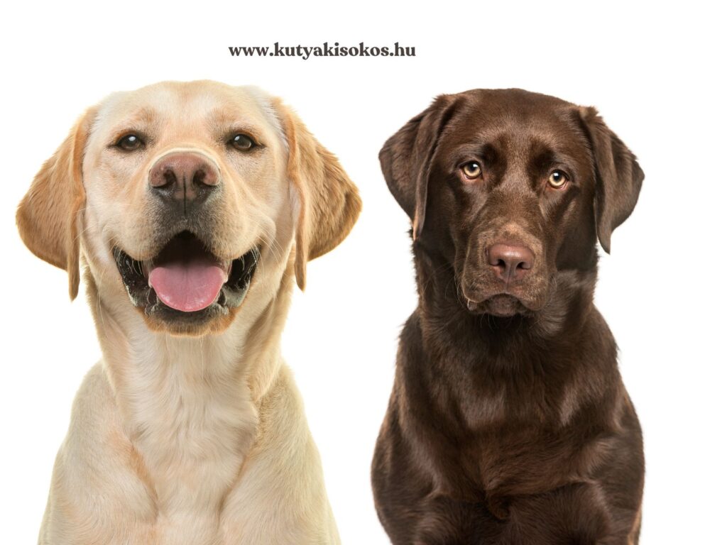 sárga és barna színű labrador retrieverek ülnek