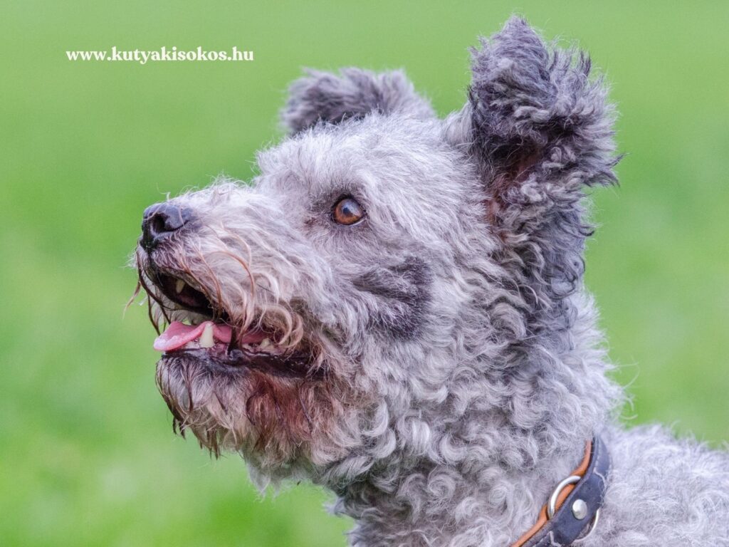 Élén tekintetű, szürke szőrű pumi kutya elmosódott háttér előtt.