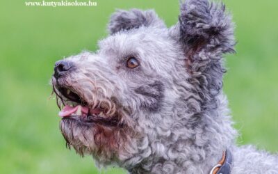 Pumi, a bohókás pásztorkutya