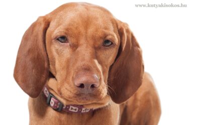Rövidszőrű magyar vizsla, a vadászok kedvence
