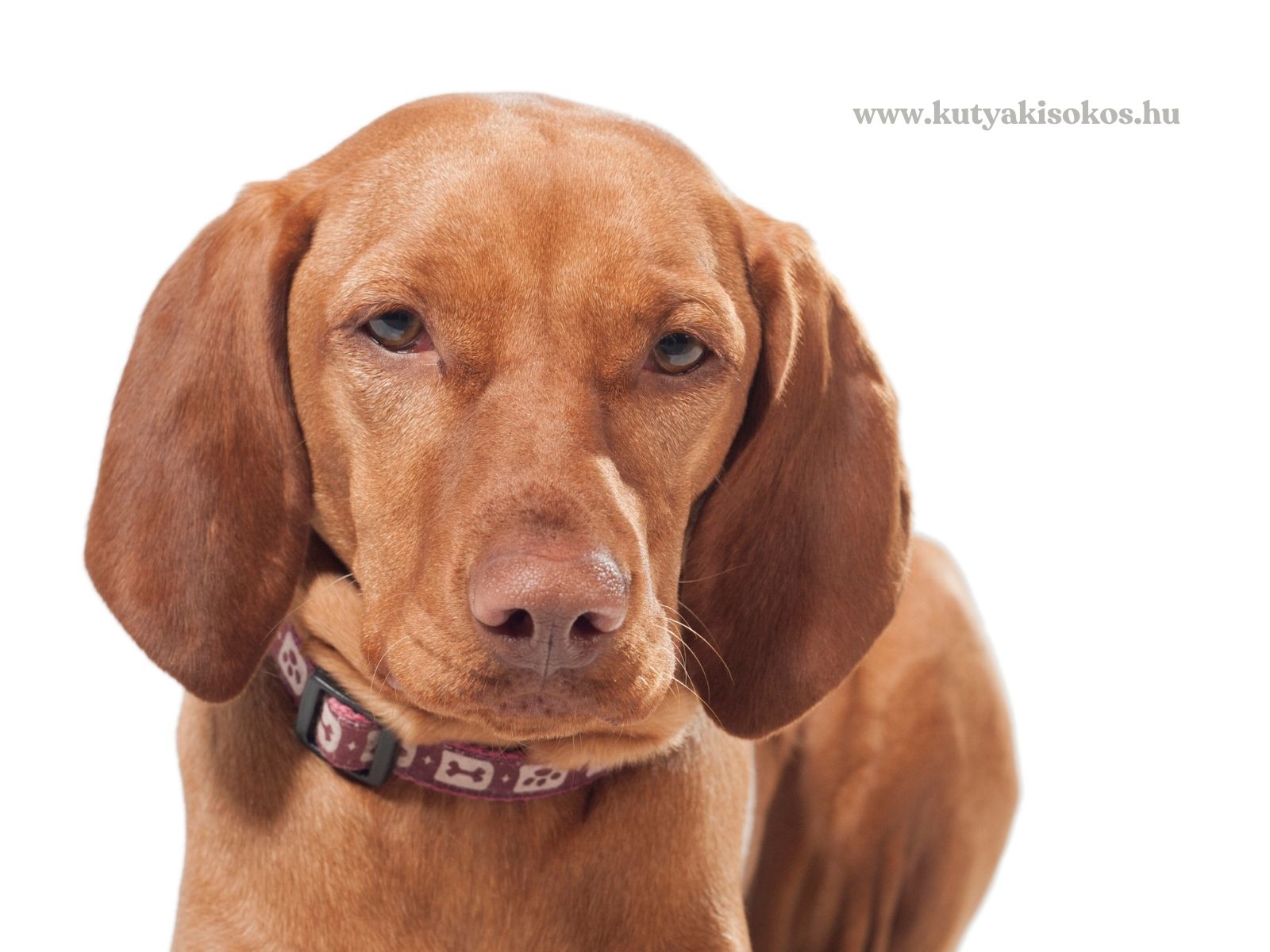 rövidszőrű magyar vizsla Rövidszőrű magyar vizsla közelről, jellegzetes aranybarna szőrzettel és lógó fülekkel.