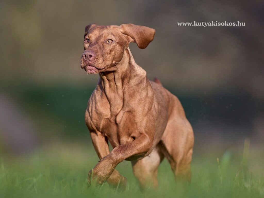 Rövidszőrű magyar vizsla fut egy mezőn