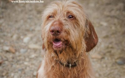 Drótszőrű magyar vizsla, a strapabíró vadászkutya