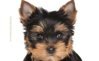 Yorkshire terrier, az imádnivaló kiskutya