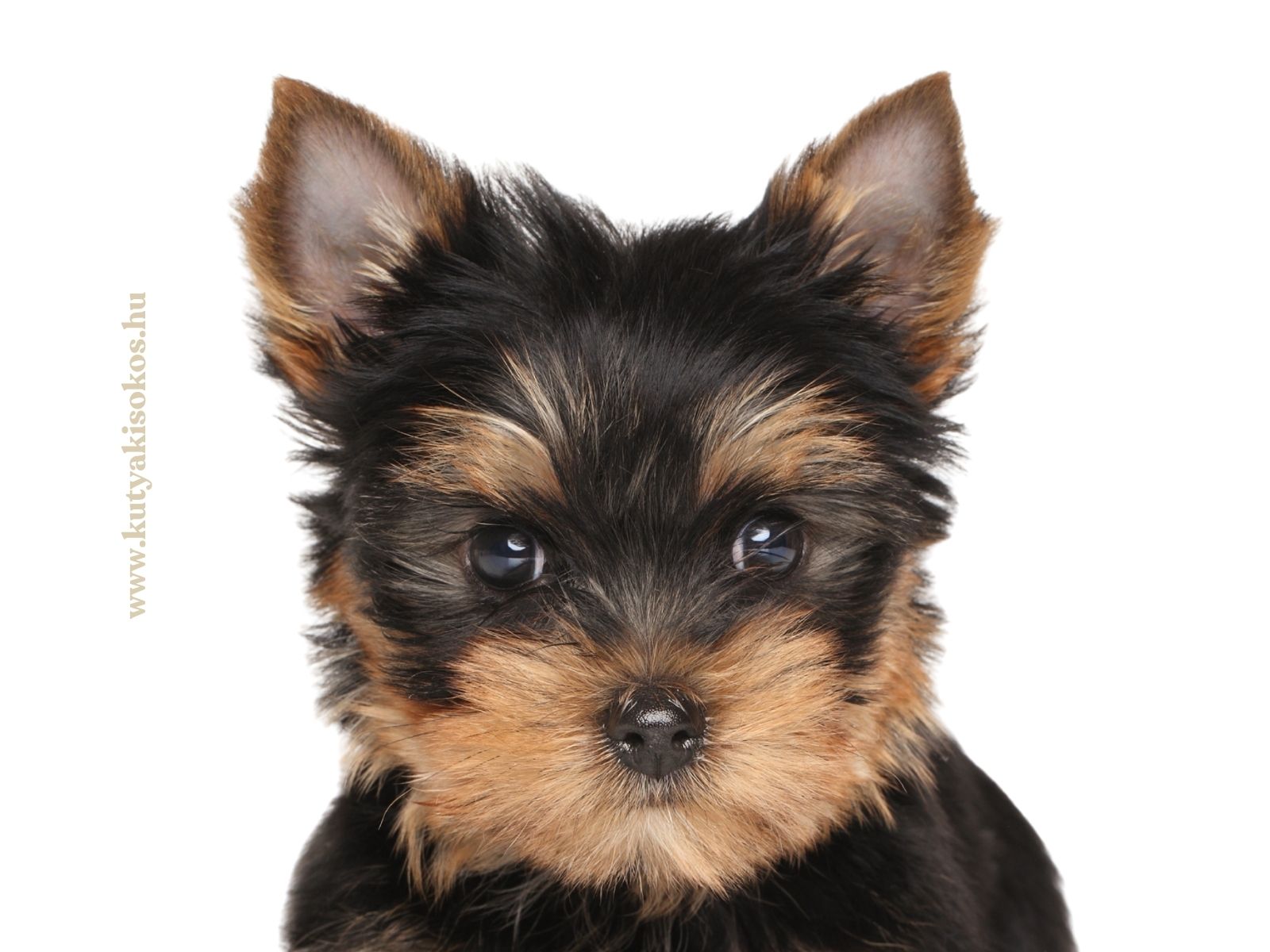Közelről fotózott yorkshire terrier kiskutya barna és fekete bundával.