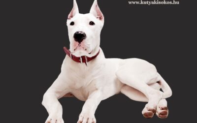 Argentin dog, a hűséges fehér óriás
