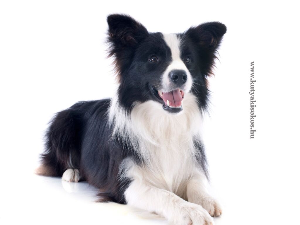 Border collie fekszik a földön, fekete-fehér bundájával és élénk tekintetével figyel.