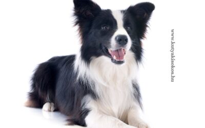 Border collie, a világ legokosabb kutyája