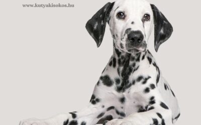 Dalmata, a pöttyös energiabomba