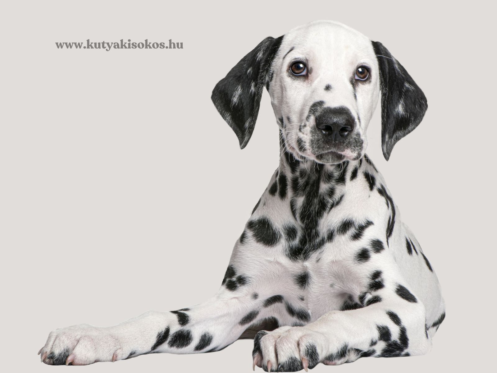 dalmata Fiatal dalmata kutya fekszik a földön, jellegzetes fekete-fehér foltos bundájával.