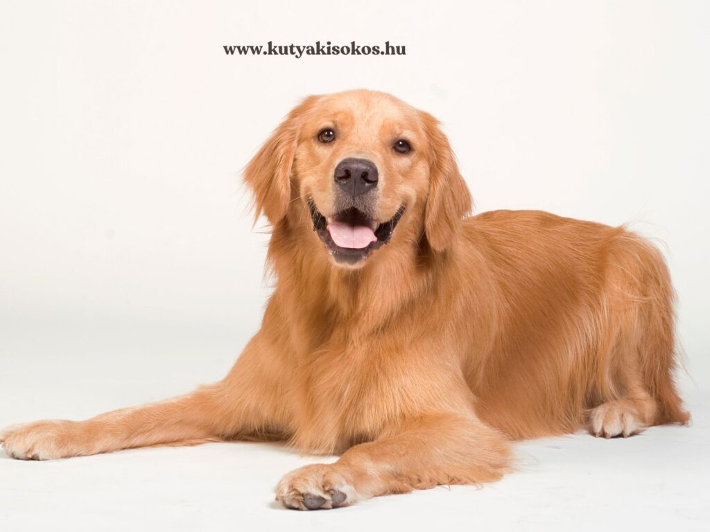 Barátságos golden retriever fekszik a földön és mosolyog a kamerába.