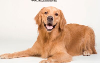 Golden retriever, a kedves és ragaszkodó családi kutya