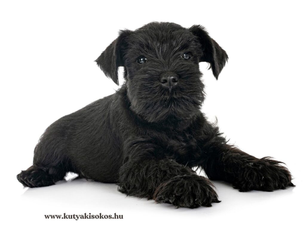 Fekete törpe schnauzer kölyökkutya fekszik a földön és figyelmesen néz a kamerába.
