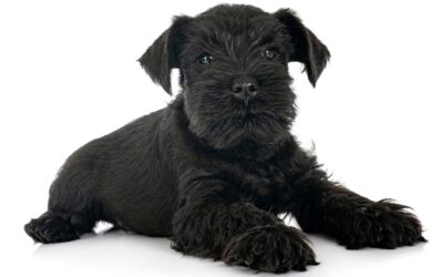 Törpe schnauzer, a szakállas házőrző