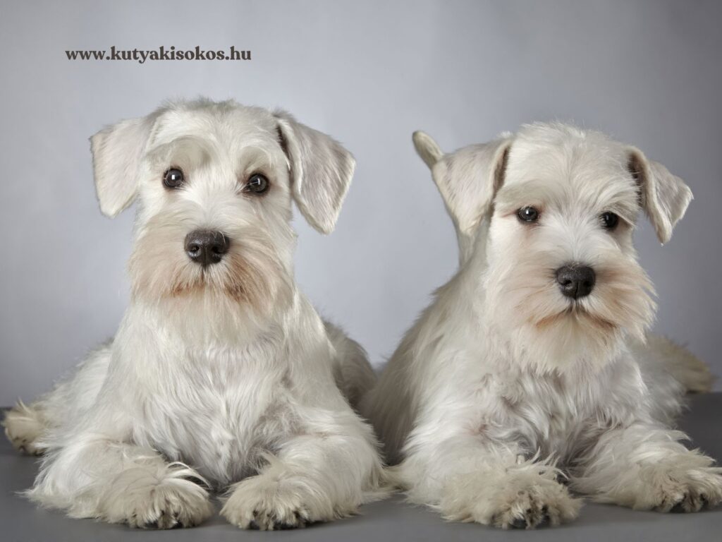 A képen két fehér törpe schnauzer látható, akik egymás mellett fekszenek és figyelmesen a kamerába néznek. A törpe schnauzer nemcsak hűséges és intelligens társ, hanem jellegzetes szakállával és rendezett szőrével is különösen elegáns megjelenésű. Ez a fajta élénk, játékos, ugyanakkor remek családi kutya. A kép jól bemutatja a törpe schnauzer barátságos természetét és harmonikus kiállását.