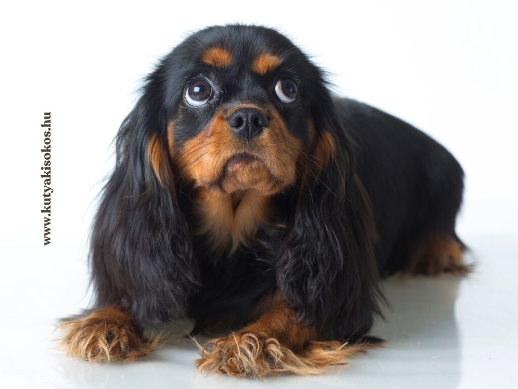 cavalier king charles spániel