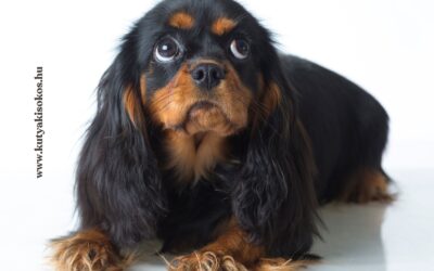 Cavalier King Charles spániel, a családi kedvenc