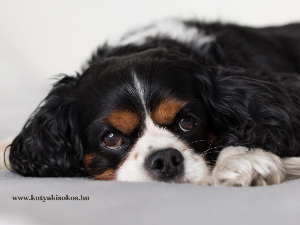 A képen egy Cavalier King Charles spániel látható, ahogy pihenve fekszik, nagy, kifejező szemeivel a kamerába néz. A fajta egyik legismertebb tulajdonsága a kedves, gyengéd természet és a ragaszkodás gazdájához. Hosszú, selymes szőre és háromszínű mintázata különösen bájossá teszi. A fotó jól megmutatja a cavalier nyugodt, szeretetteljes és kissé álmodozó tekintetét.