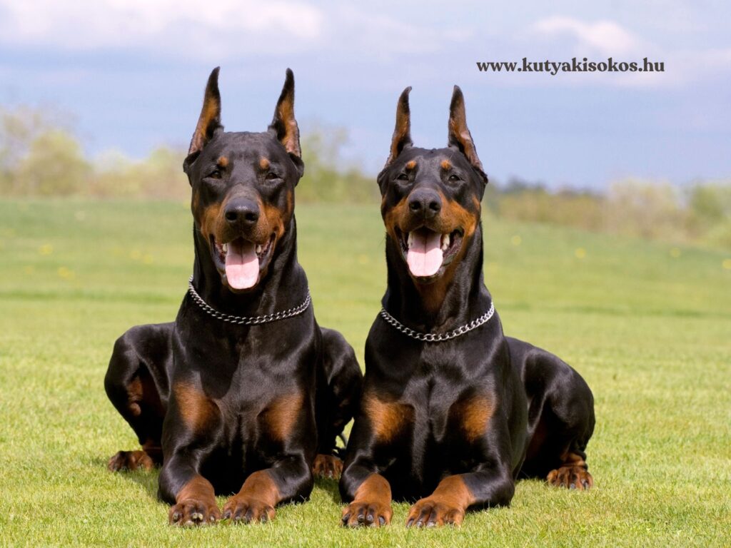 Két dobermann fekszik a fűben, éber tekintettel és jellegzetes fekete-barna szőrzetével.