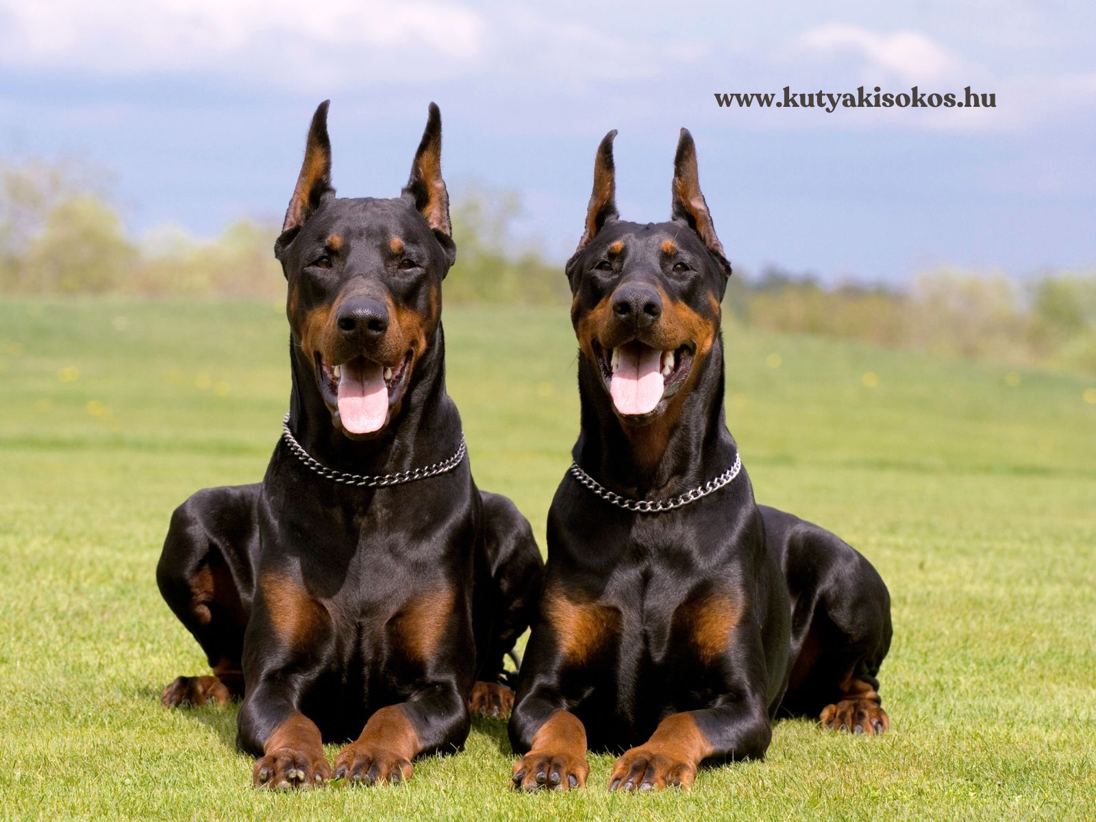 Két dobermann fekszik a fűben, éber tekintettel és jellegzetes fekete-barna szőrzetével.
