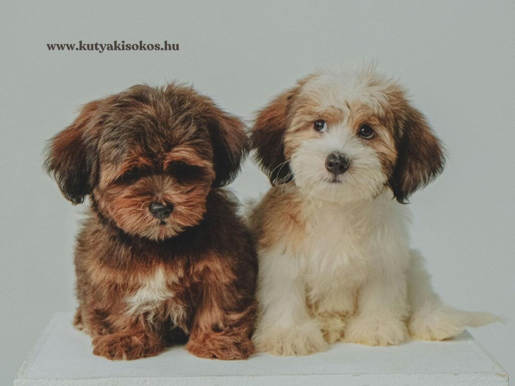 Két bichon havanese kölyökkutya ül egymás mellett, kíváncsian nézve a kamerába.