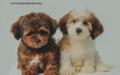 Bichon havanese, a boldogság apró követe
