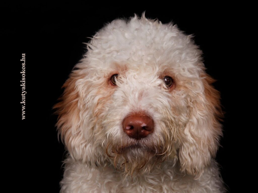 Lagotto romagnolo kutya göndör, fehér-barna bundával és kíváncsi tekintettel néz a kamerába.