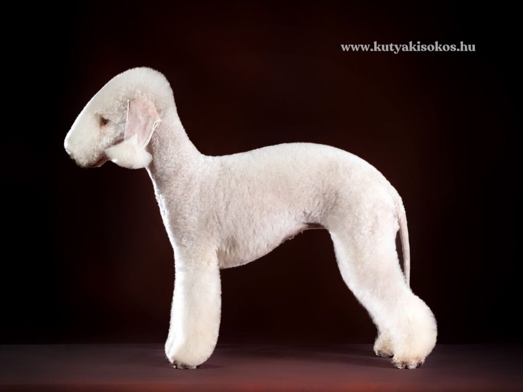 Bedlington terrier oldalnézetben, jellegzetes bárányszerű megjelenéssel, nyírt fehér bundával, semleges háttér előtt.