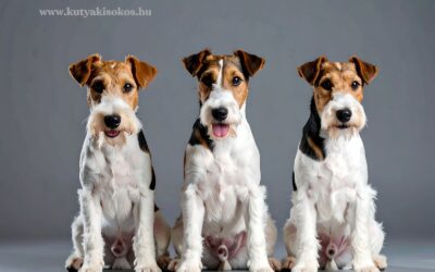 Terrier kutyák, a bátor és sokoldalú társak