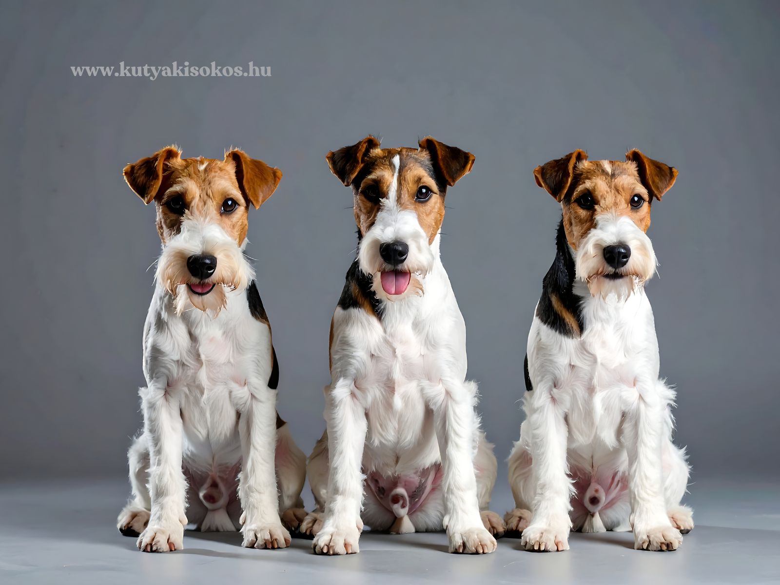foxterrier Három drótszőrű foxterrier ül egymás mellett, egyenesen a kamerába nézve.