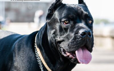 Cane Corso, az olasz macsó