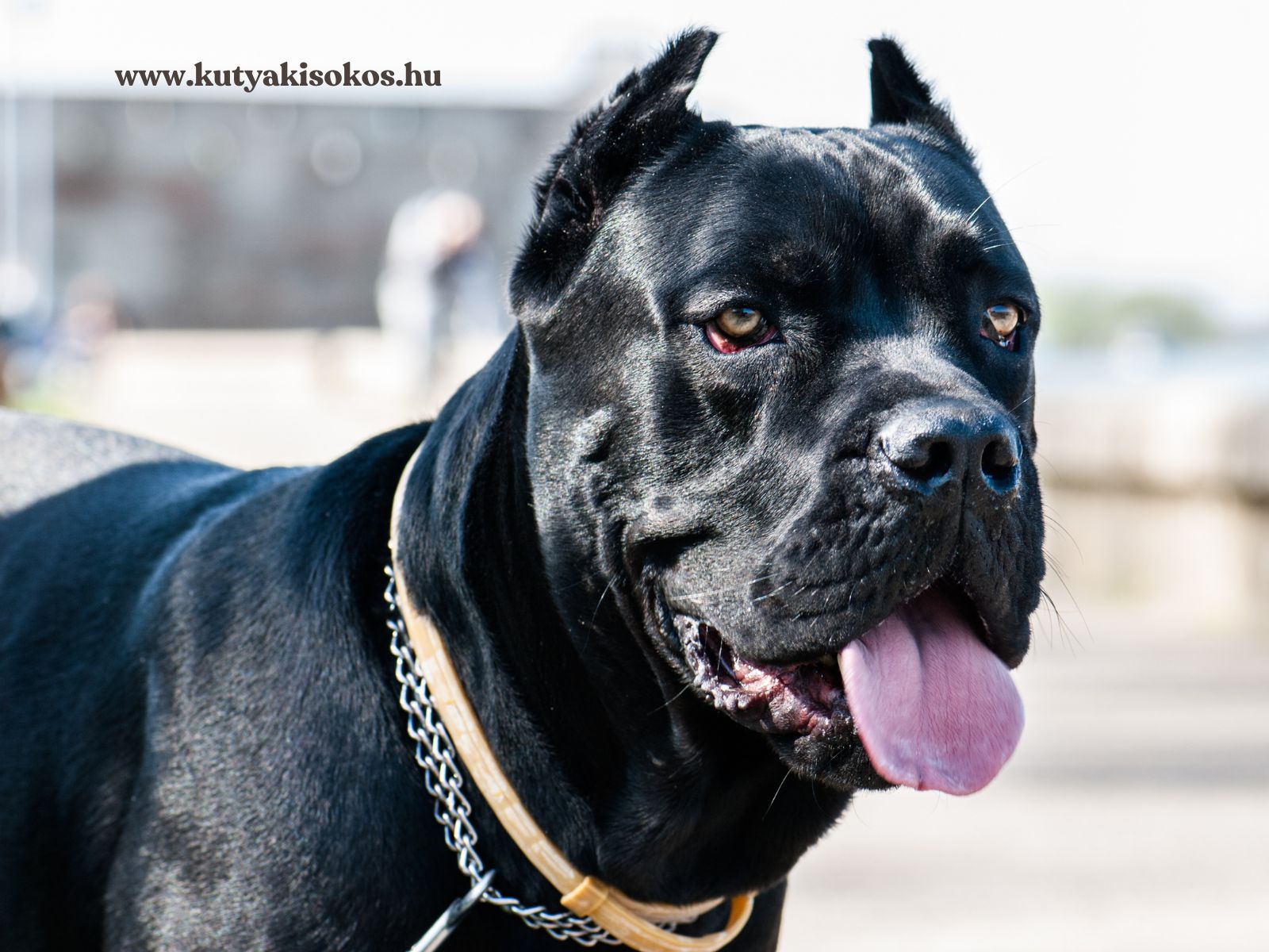 Egy fekete cane corso áll a szabadban, jellegzetes erős testfelépítéssel és figyelő tekintettel.