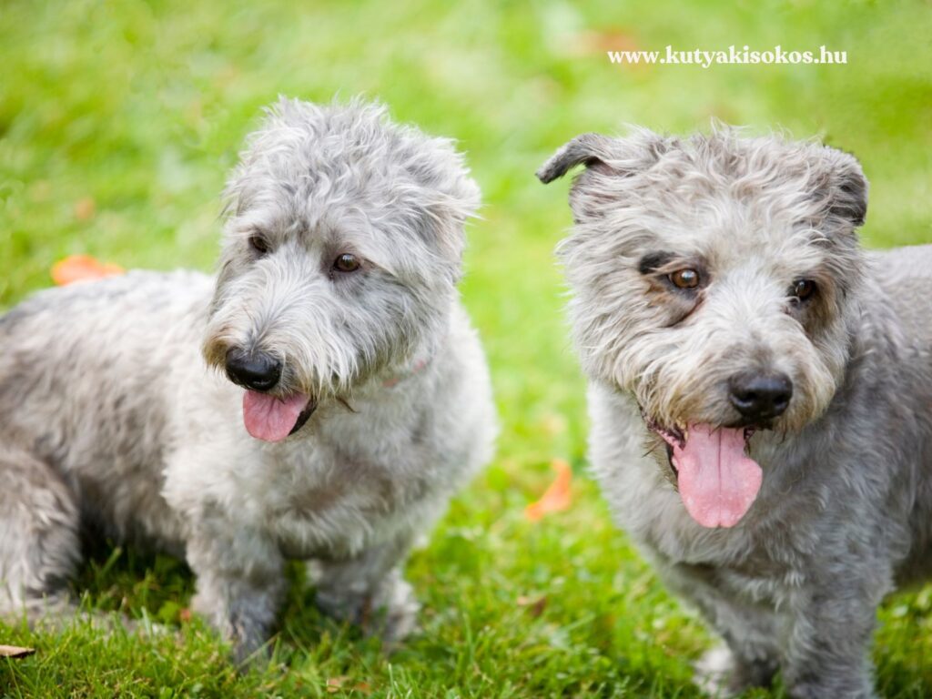 Két szürke Glen of Imaal terrier
