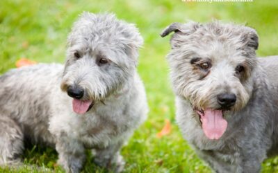 Glen of Imaal terrier, ritkaság az ír hegyekből