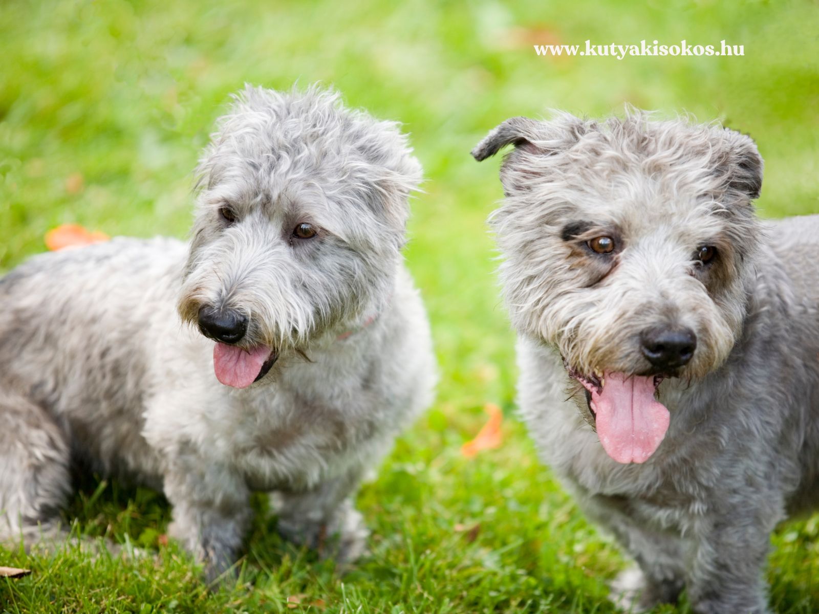 glen of imaal Két glen of imaal terrier áll a zöld fűben, lihegve és egymás mellett pózolva.