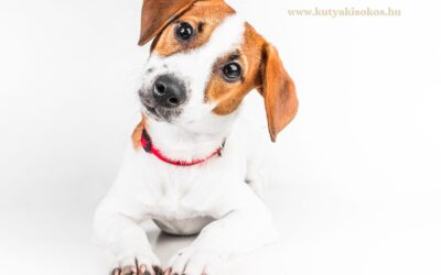 Jack Russell terrier, az energiabomba