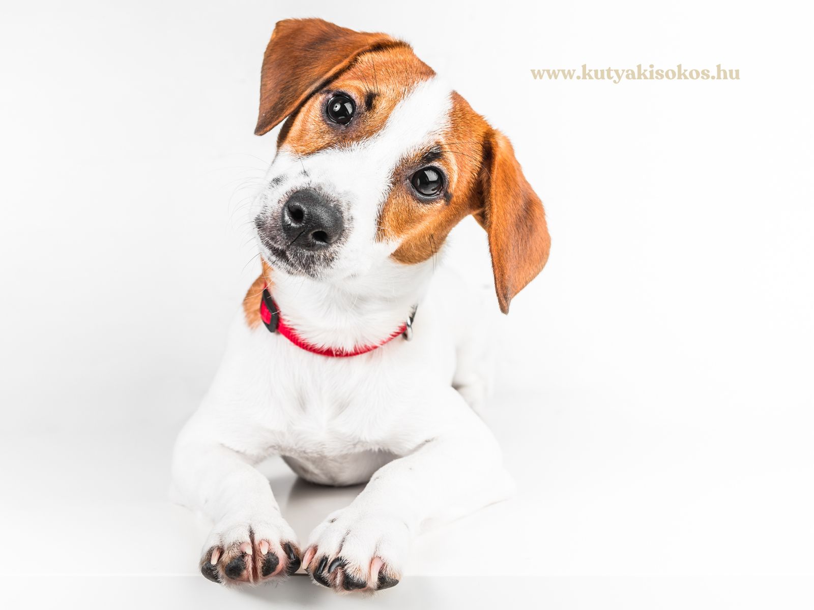 Jack Russell terrier kölyök fehér háttér előtt, oldalra billentett fejjel.