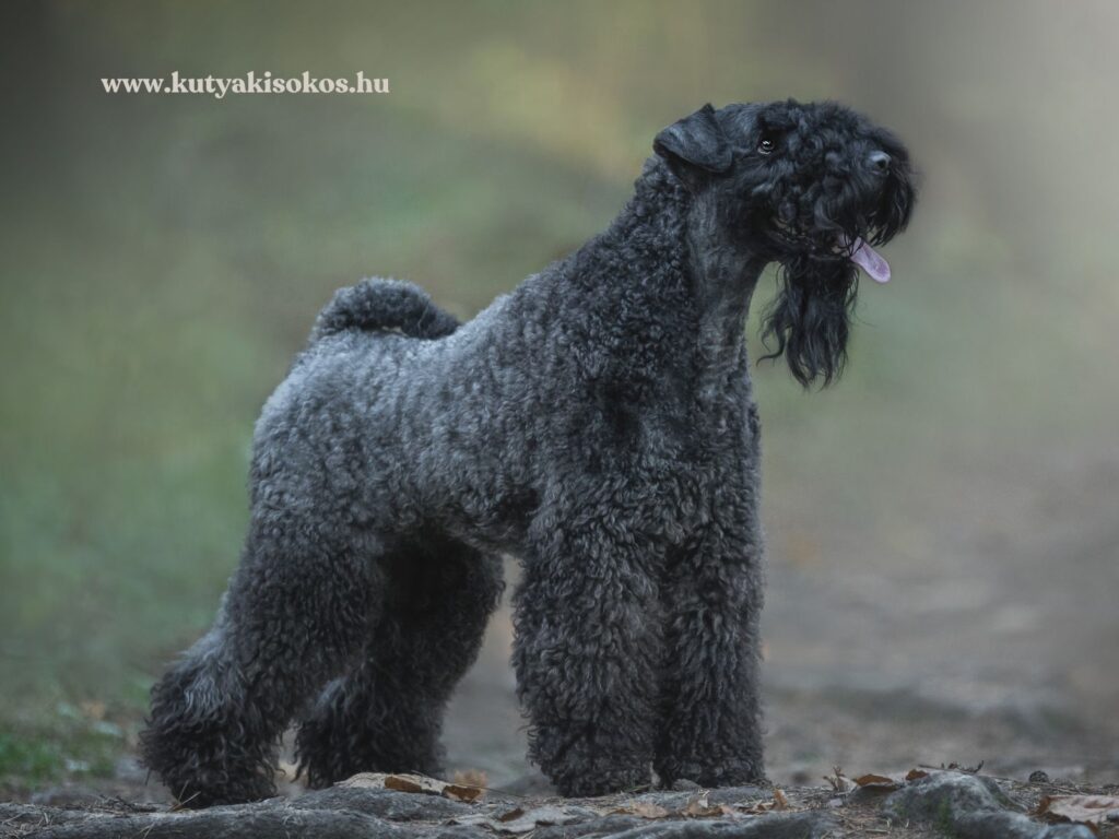 Göndör, szürkéskék bundájú kerry blue terrier, egy ír kutyafajta áll egy mezőn. 