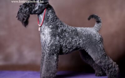 Kerry Blue terrier, az ír különlegesség