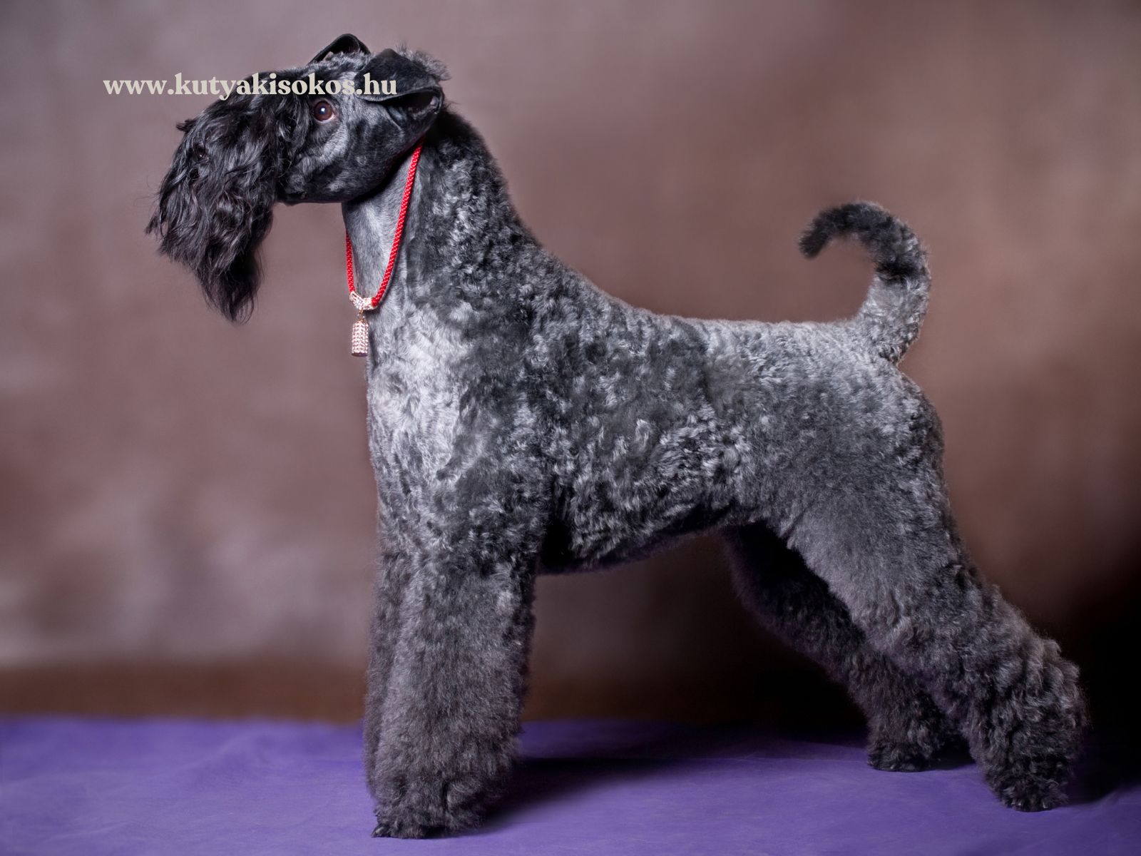 kerry blue terrier Kerry blue terrier elegáns kiállítási pózban áll, jellegzetes kékesszürke göndör szőrével.